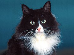Quigley, Siberian Anton